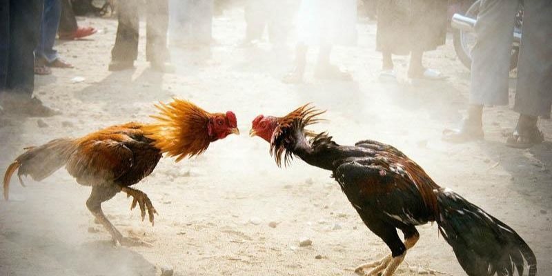 Những giống gà chiến xuất sắc được đánh giá cao