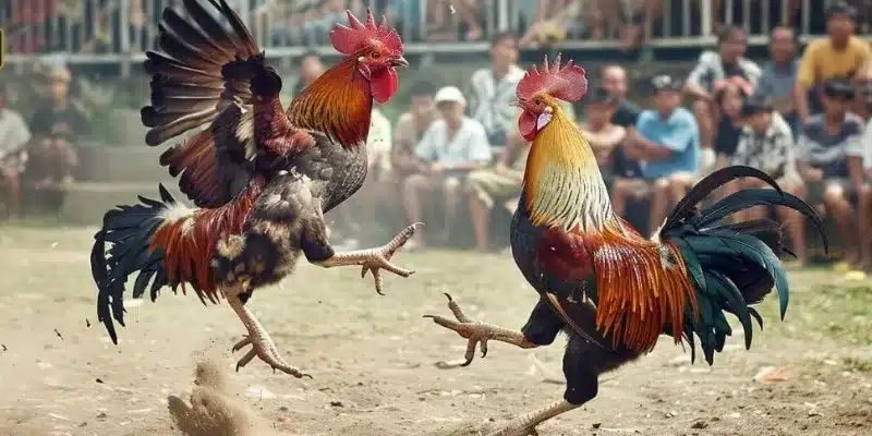 Những ưu điểm tại đá gà Casino ko66