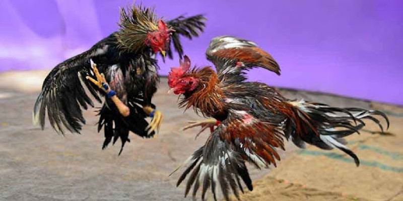 Luật khi tham gia chọi kê mà thành viên cần nắm