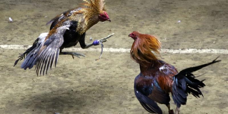 Các giống đá gà cựa sắt nổi bật tại ko66